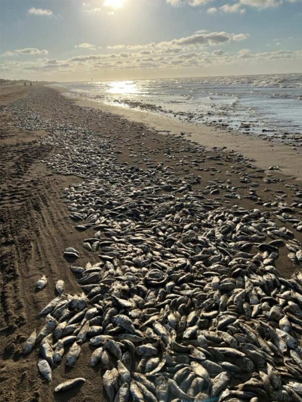 Miles De Peces Mueren En Texas A Causa De Un Extra O Fen Meno En El