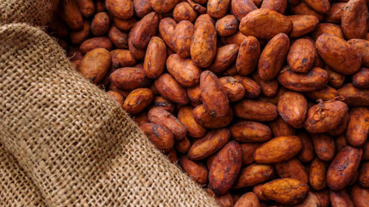 Qué son los nibs de cacao y cuáles son sus beneficios UnoTV