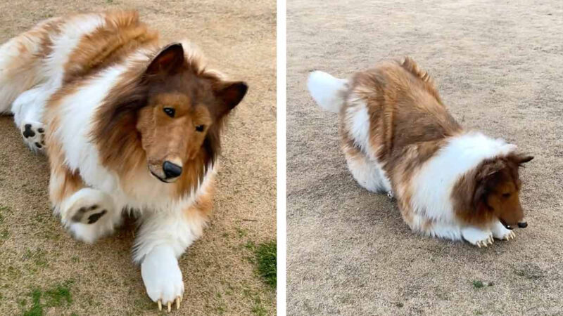 Hombre Que Se Convirti En Perro Gast Mil D Lares Y Da Sus Primeros