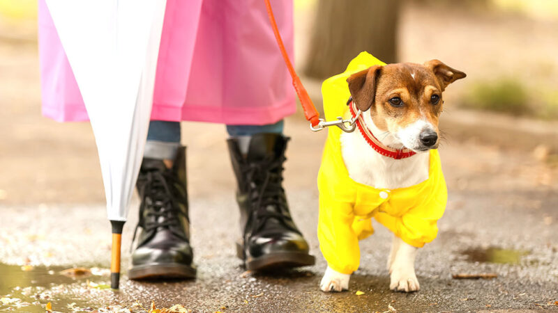 Consejos Para Pasear A Tu Perro Con Lluvia Unotv