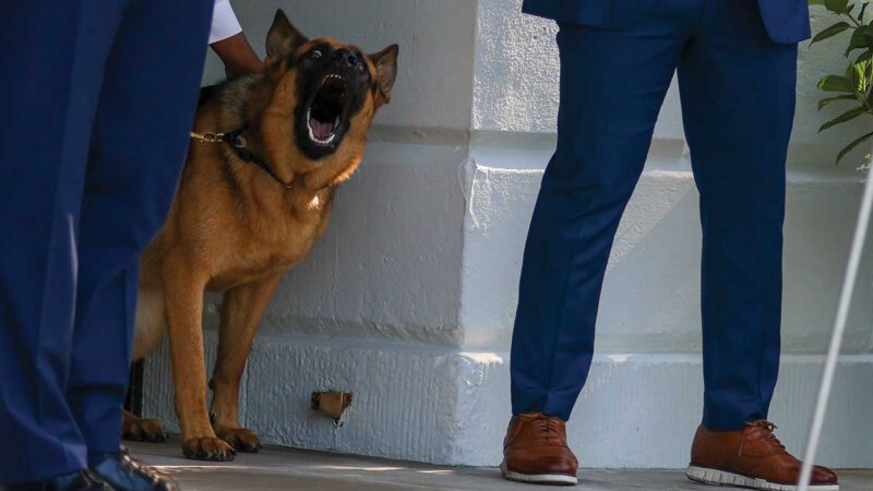 Commander El Perro De Los Biden Deja La Casa Blanca UnoTV