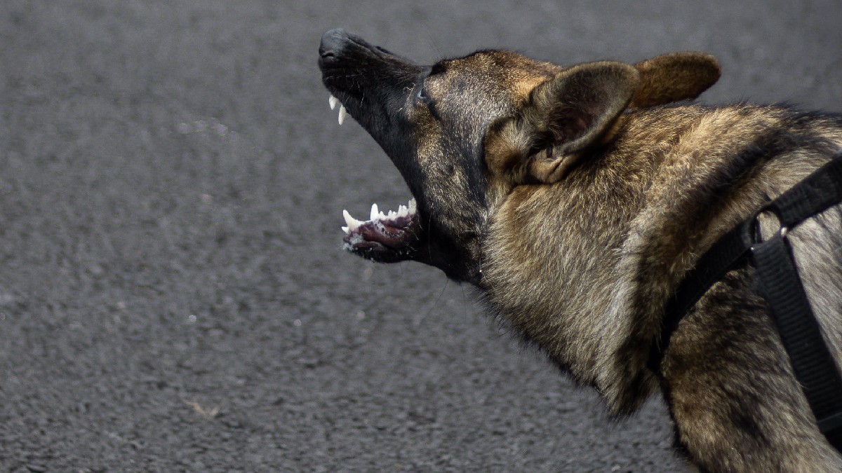 Cuidado Tu Perro Puede Contagiarse De Estr S Humano Unotv