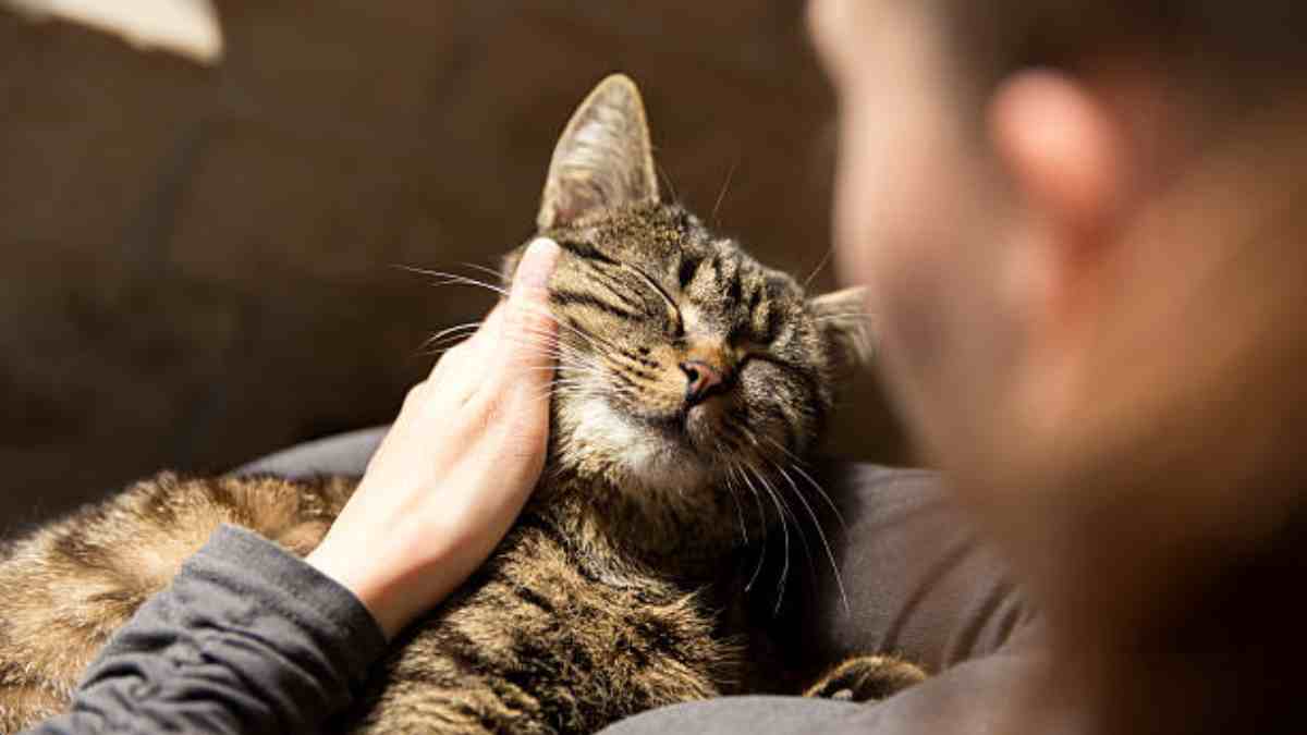 Gato estresado técnicas para relajarlo UnoTV