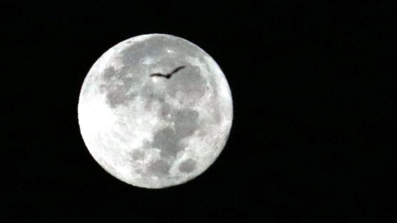 Luna Llena De Marzo 2024 Mejor Momento De La Luna De Gusano