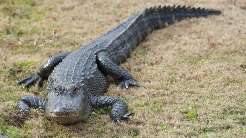 Alerta En Acapulco Reportan Que Al Menos 40 Cocodrilos Invaden Las