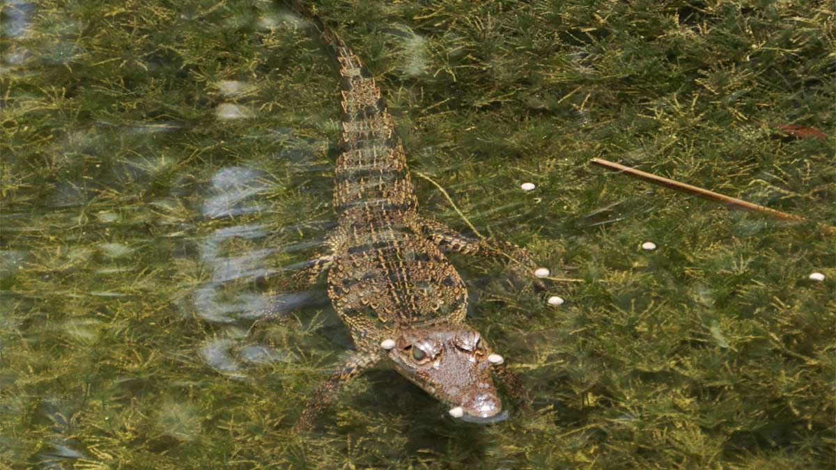 Cocodrilos Invaden Oaxaca El Paso De John Los Arrastra Desde La Laguna