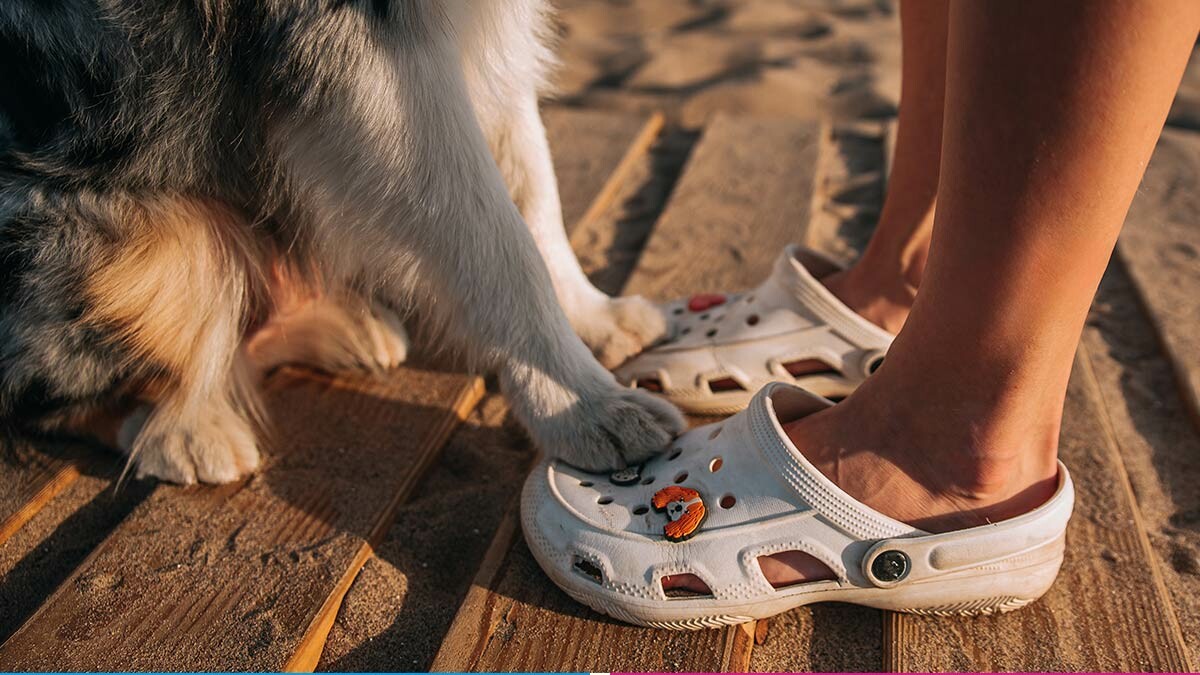 Crocs Lanza Colecci N De Sandalias Para Perros Unotv