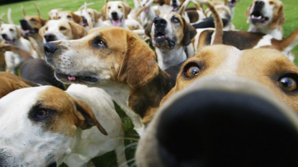 Denuncian Envenenamiento Masivo De Perros En Coxcatl N Puebla Unotv