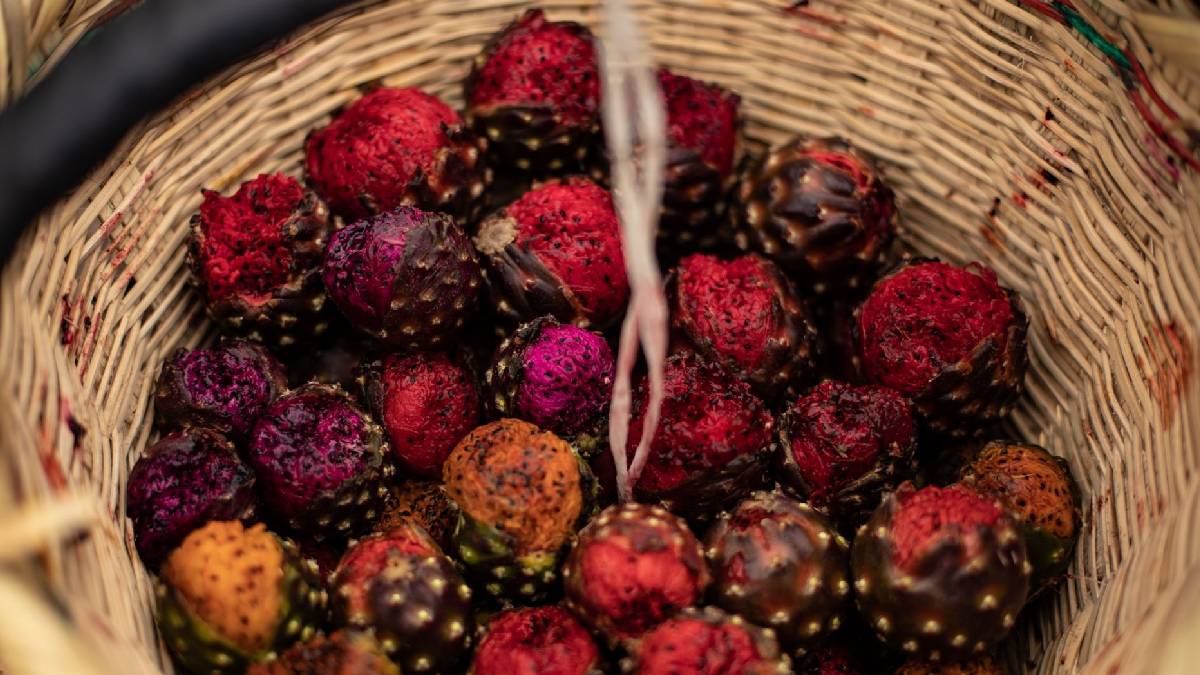 Pitaya mexicana: roja, blanca, morada, amarilla…¿sabes dónde se da esta fruta?