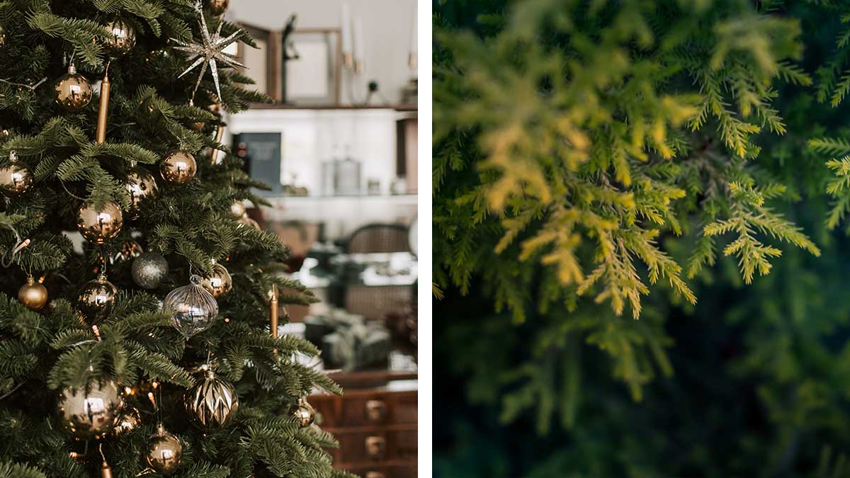 Árbol de Navidad, así lo puedes mantener fresco más tiempo, según la ciencia