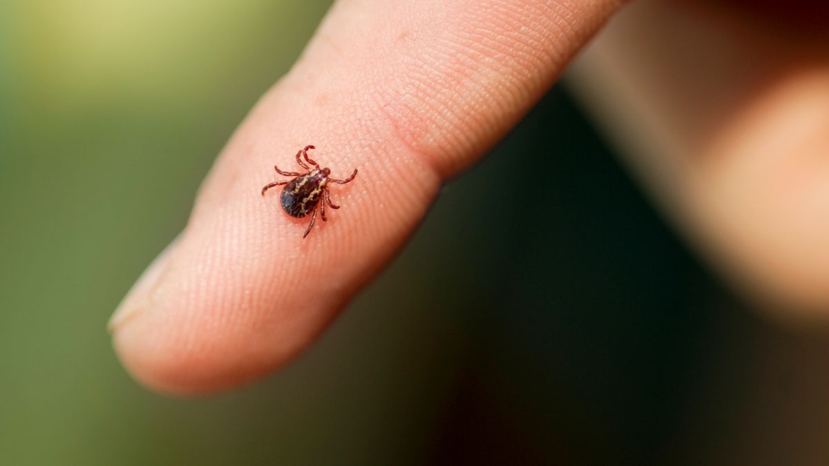 Rickettsia, enfermedad causada por garrapatas