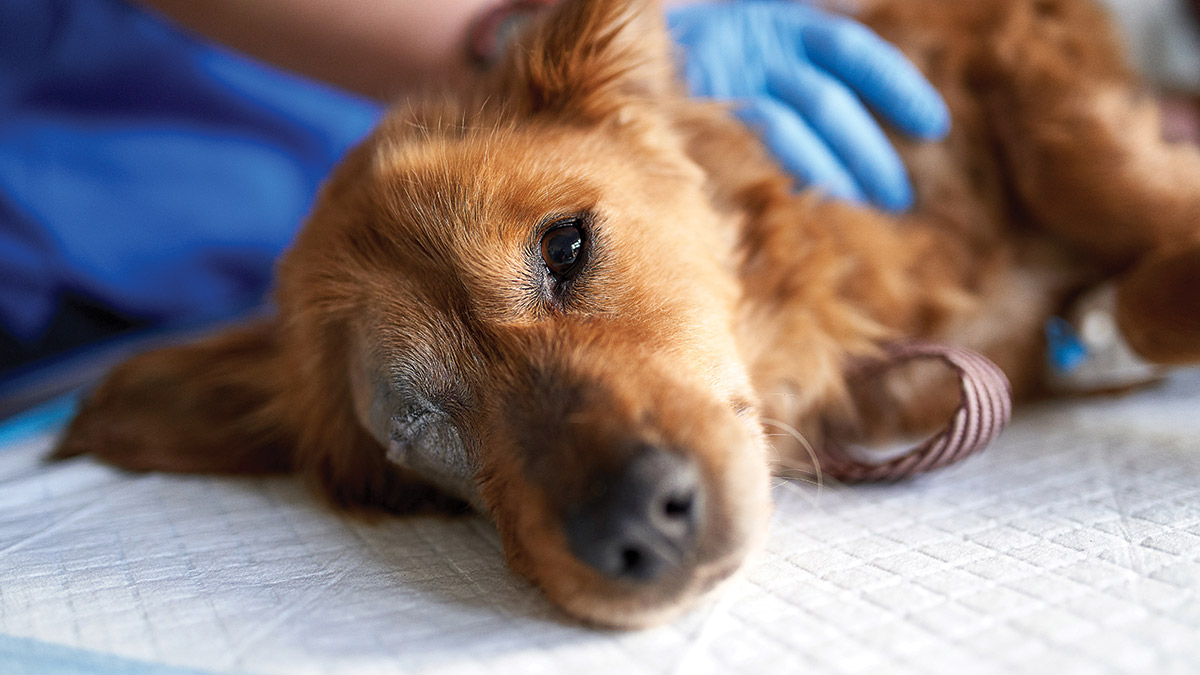 ¿Sabías que puedes denunciar casos de negligencia médica veterinaria?