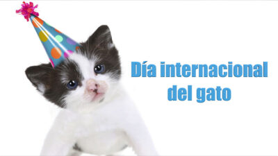 Día internacional del gato 2023; 5 cosas para consentir al michi de la casa
