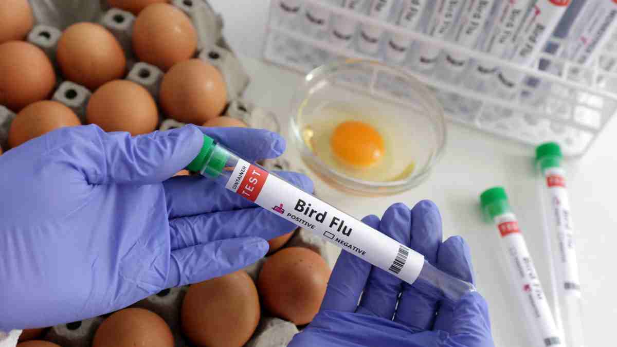 ¿Qué es la gripe aviar, cuál es su estatus en México y Latinoamérica?