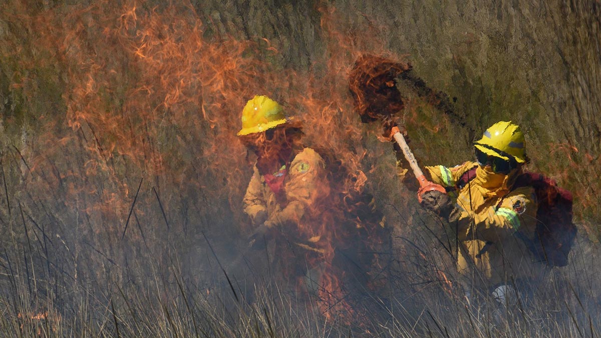 Incendios forestales en CDMX: ¿Qué es la línea negra con la que “cortan” el fuego?