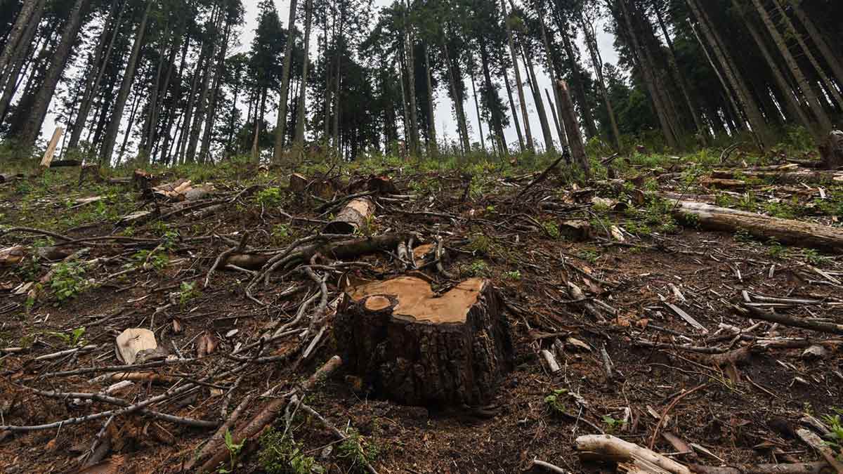 Talamontes devastan bosques de Tlalpan