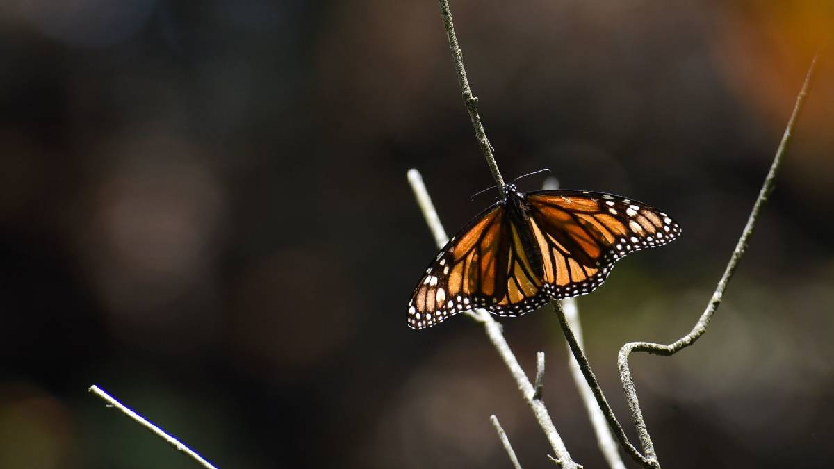 disminuyó la visita de la mariposa monarca en los bosques de oyamel del Estado de México y Michoacán.