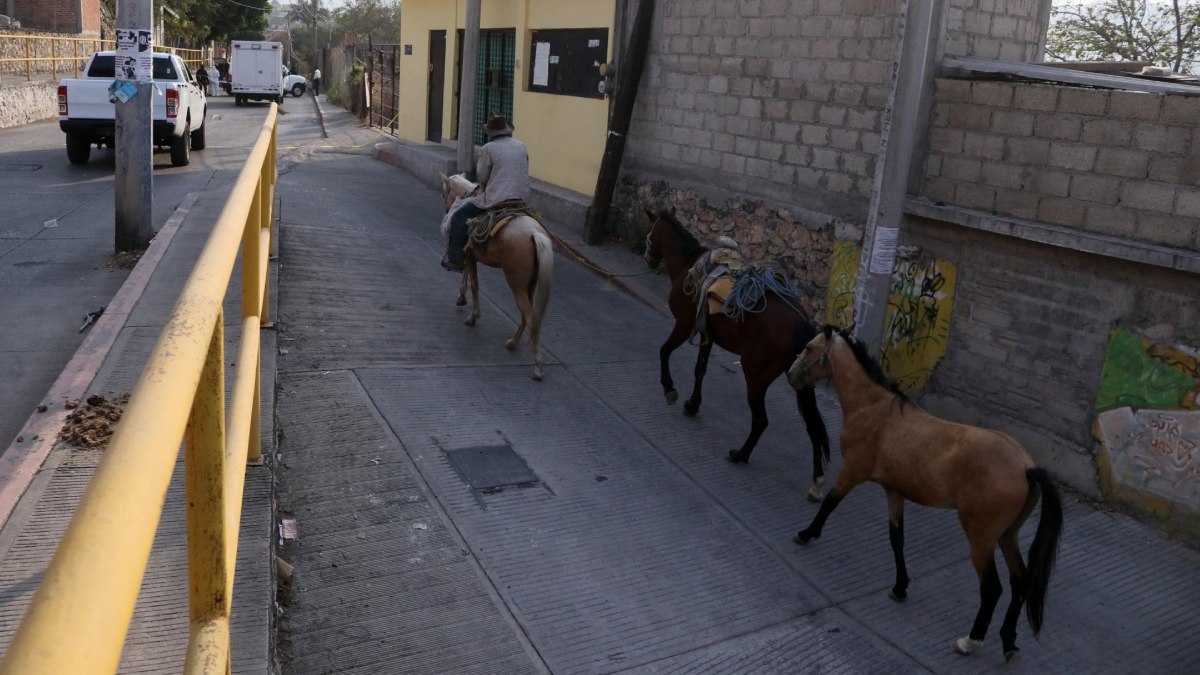 ¡Choca esas pezuñas! Gracias a influencer aseguran 16 caballos maltratados en club de Veracruz