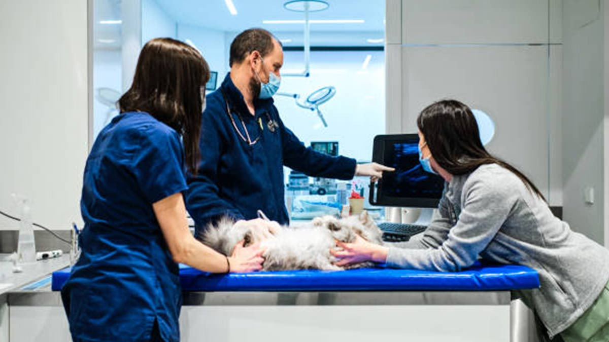 ¿Cómo elegir a un buen veterinario para tu mascota?