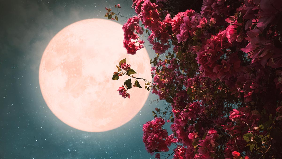 Luna de las flores: qué es y cómo verla hoy viernes 5 de mayo de 2023, ¿se empalmará con el eclipse lunar?