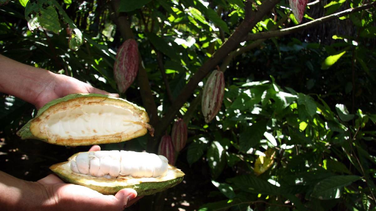 Ruta del cacao en Tabasco: paraíso hacia el chocolate