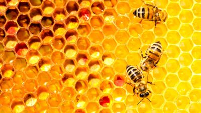 encuentran abejas de 3 mil años