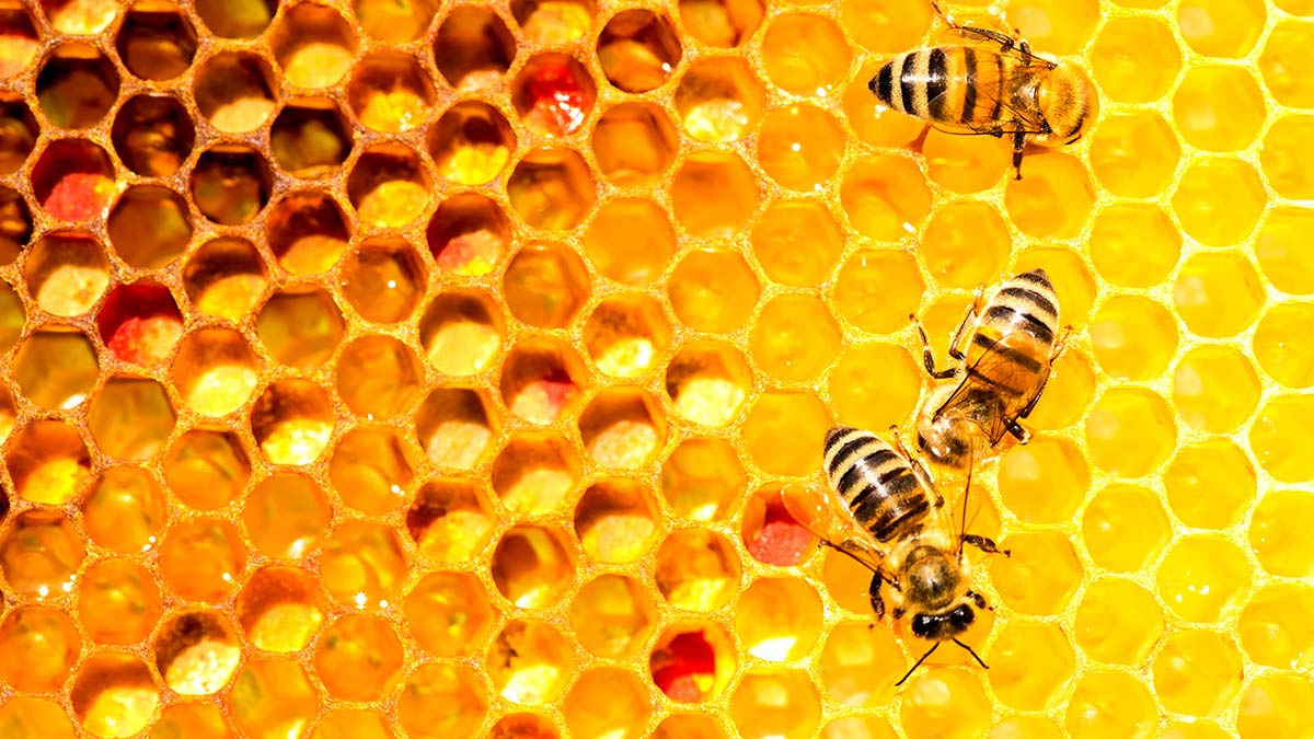 Abejas: ¿cuántos tipos de miel producen y por qué son diferentes?