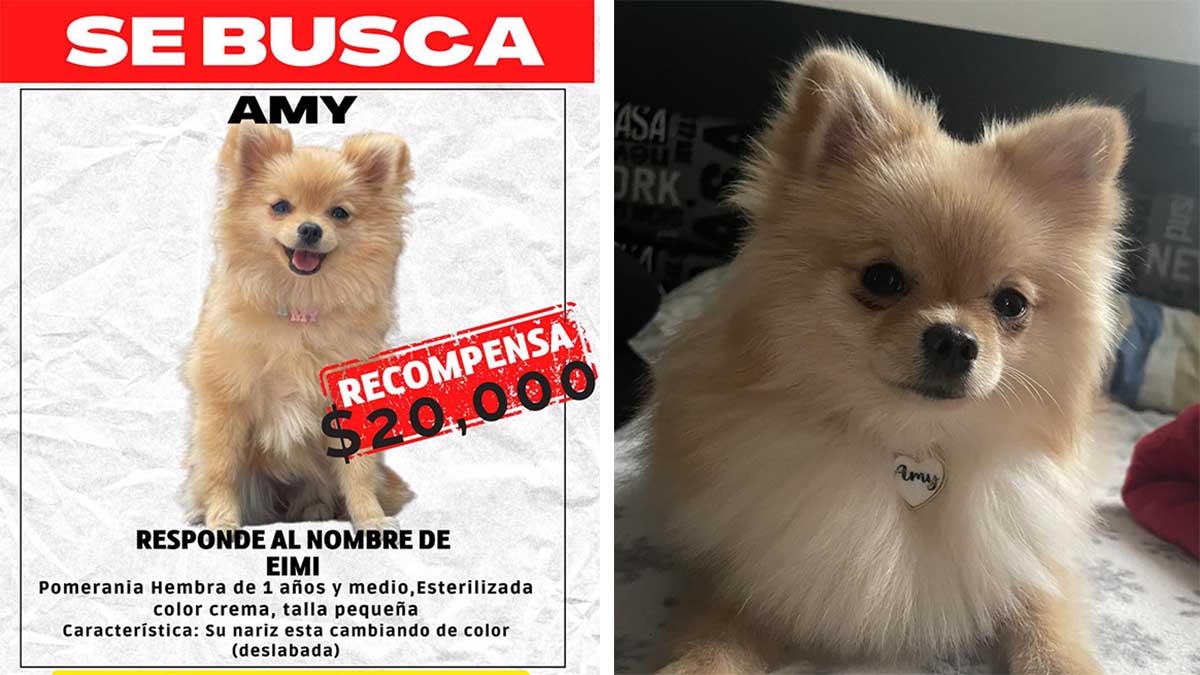 Buscando a Amy: ofrecen 20 mil pesos de recompensa por perrita perdida en Culiacán