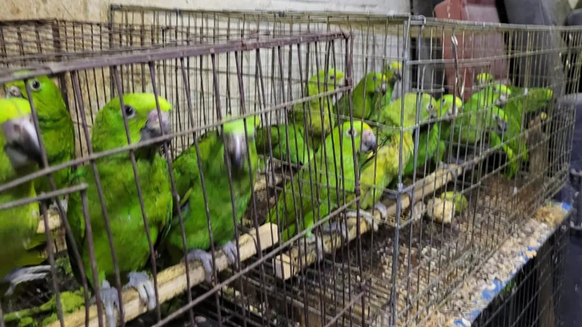 Rescatan a aves, monos y hasta perros en vivienda de Iztapalapa: imágenes