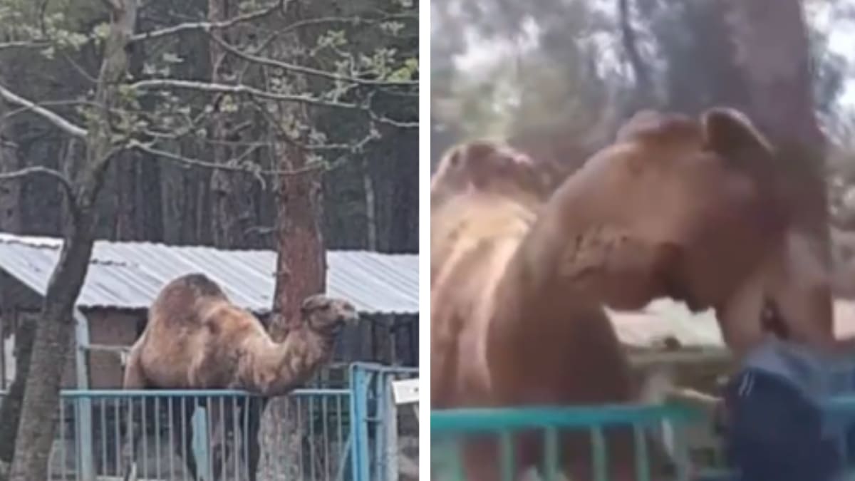 Camello muerde la cabeza de niño y lo levanta en zoológico de Turquía: video