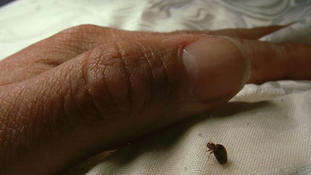 ¿Cómo evitar llevar chinches, pulgas o garrapatas a casa, según expertos?