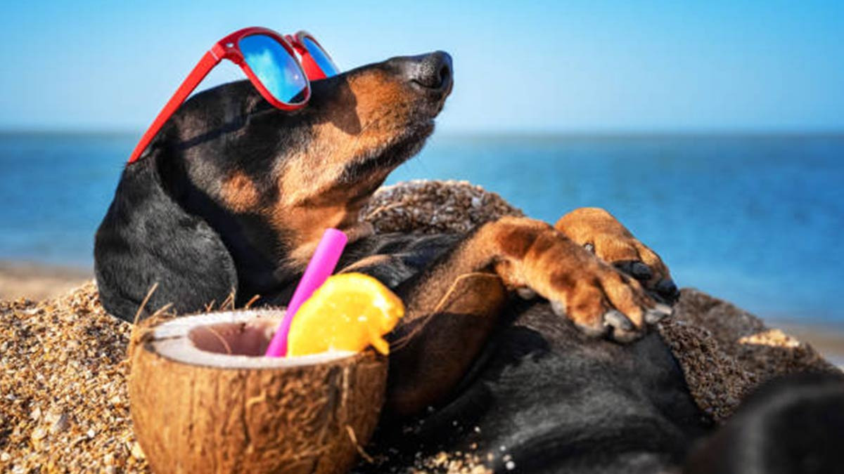 Cremas de protección solar para perros y gatos: te decimos cuándo utilizarlas