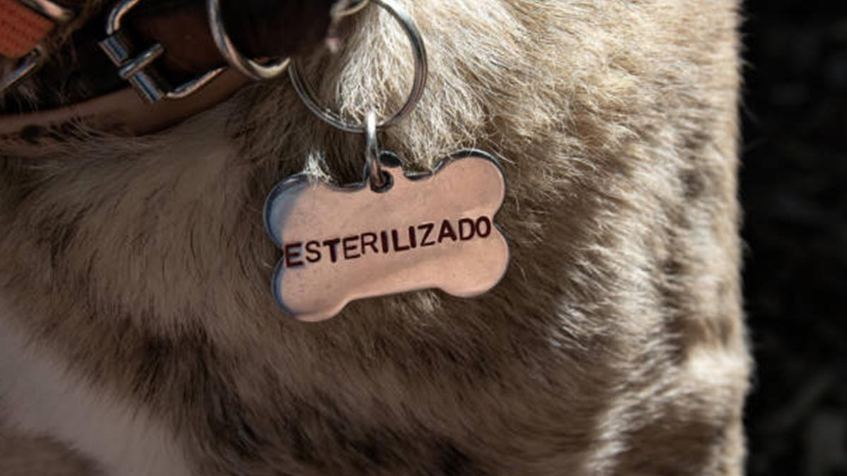 Lugares donde puedes esterilizar a tus mascotas de manera gratuita en la CDMX
