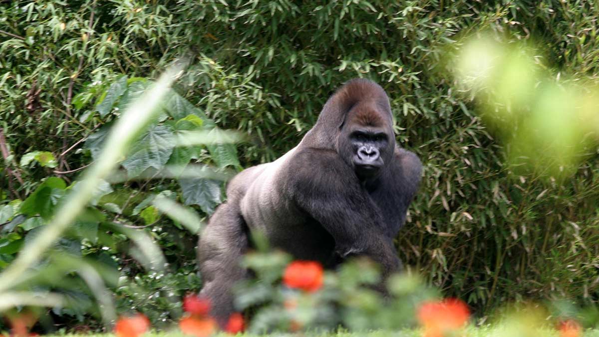 ¿Lo has visto? Se busca gorila extraviado en Villa de Tezontepec, Hidalgo