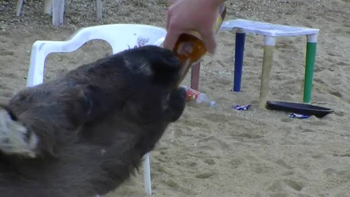Piden rescate de Manolín, burro que presuntamente es obligado a beber cerveza en Isla de la Roqueta