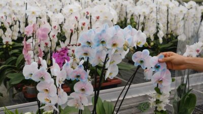 orquideas para mamá donde conocer y comprarlas