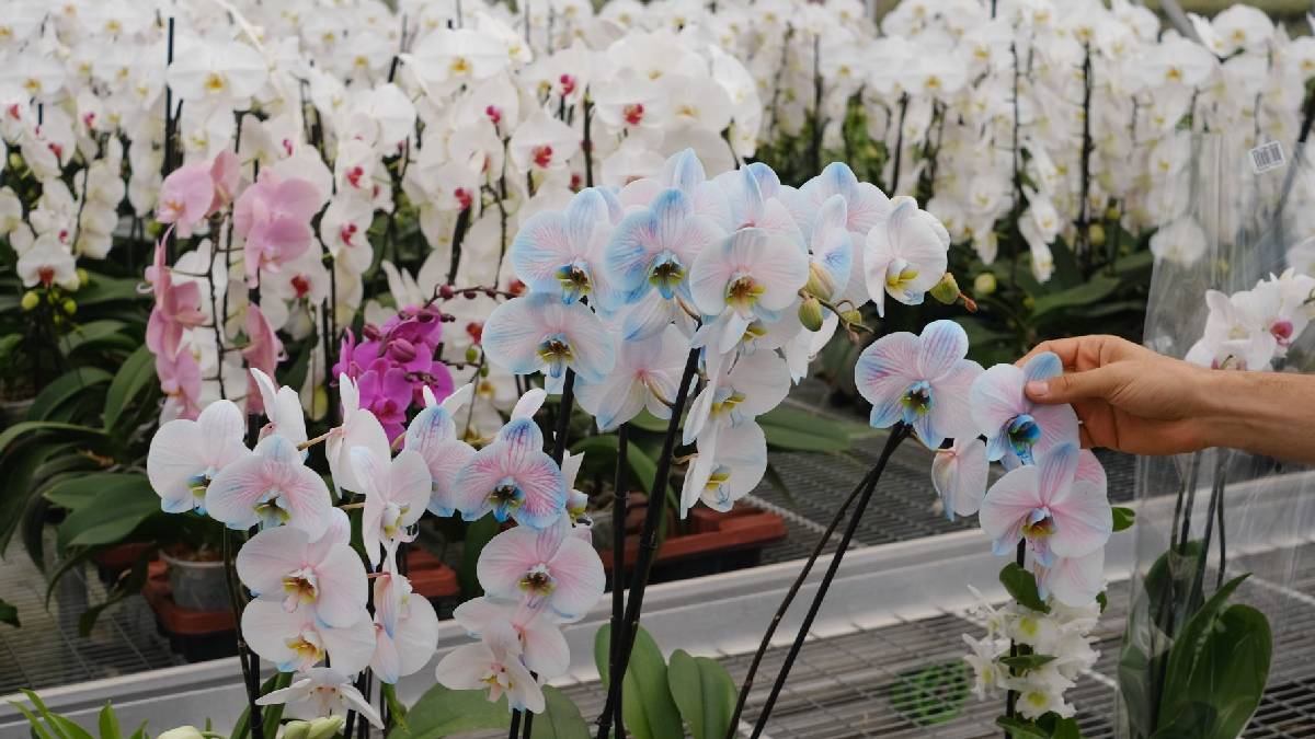 Sorprende a mamá con un viaje a estos 5 lugares de orquídeas en México