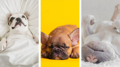 posiciones perros dormir significado