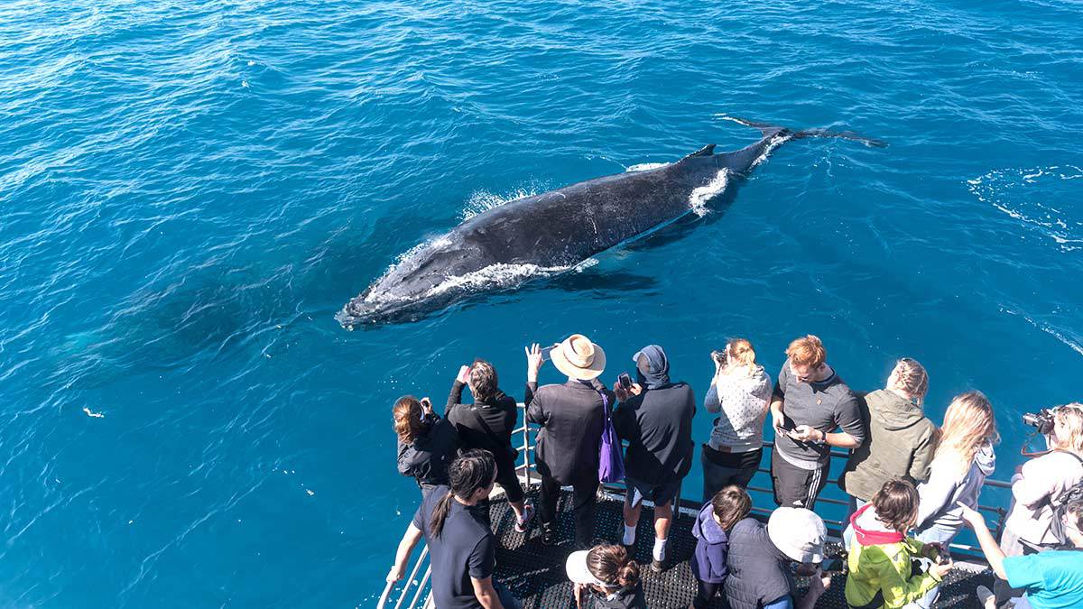 Avistamiento de ballenas: lo que no debes hacer