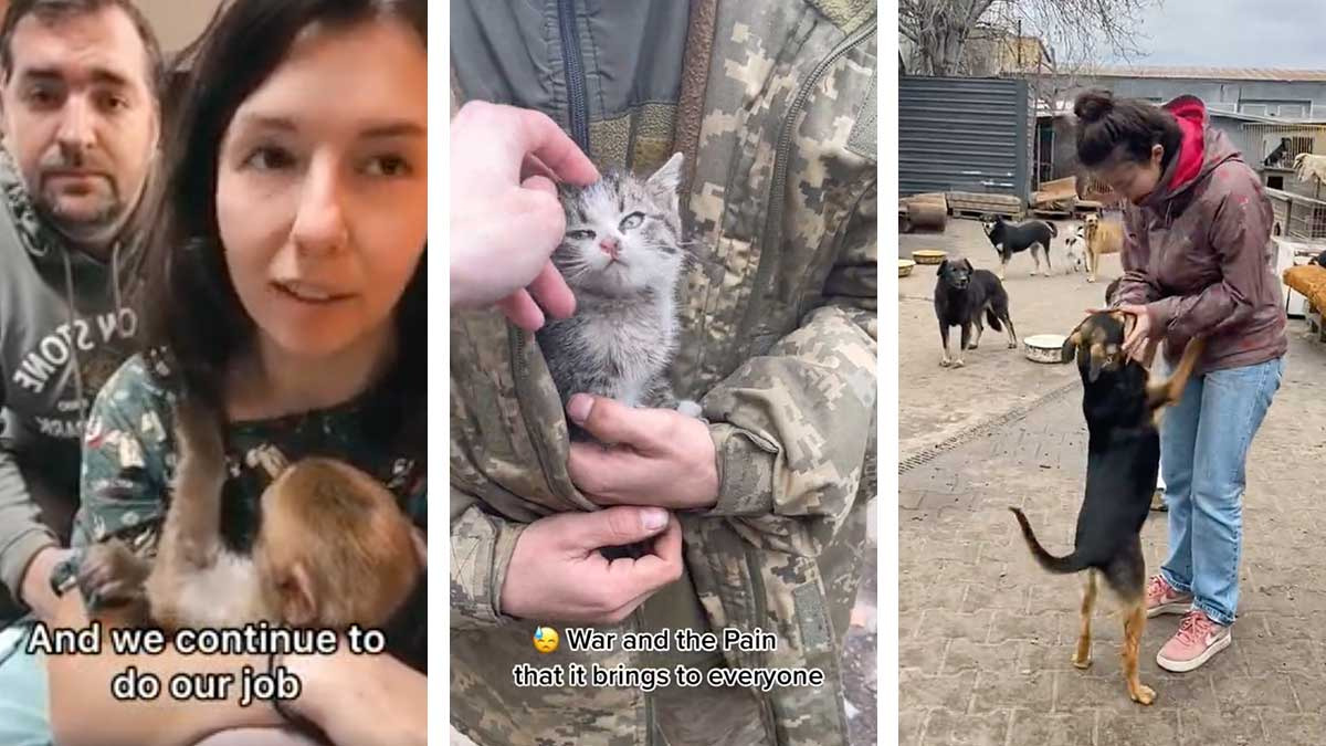 Veterinarios ucranianos dan refugio a animales abandonados durante la guerra