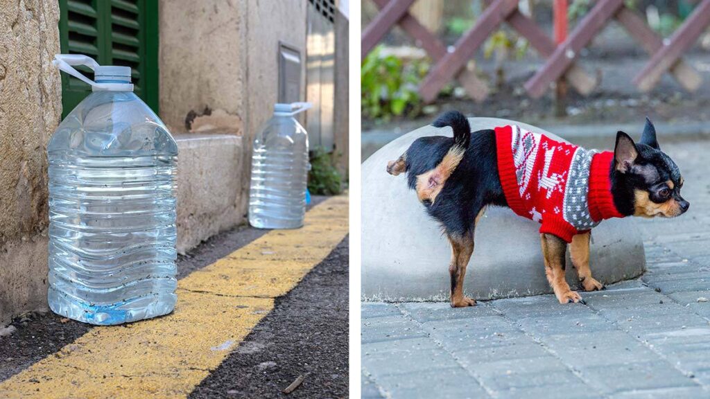 las botellas de agua mantienen alejados a los perros