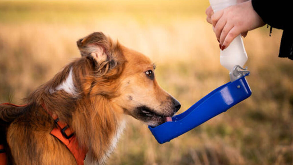 Agua Perros