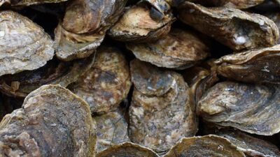 alerta-sanitaria-en-mulege-baja-california-sur-por-toxinas-en-mariscos-de-concha