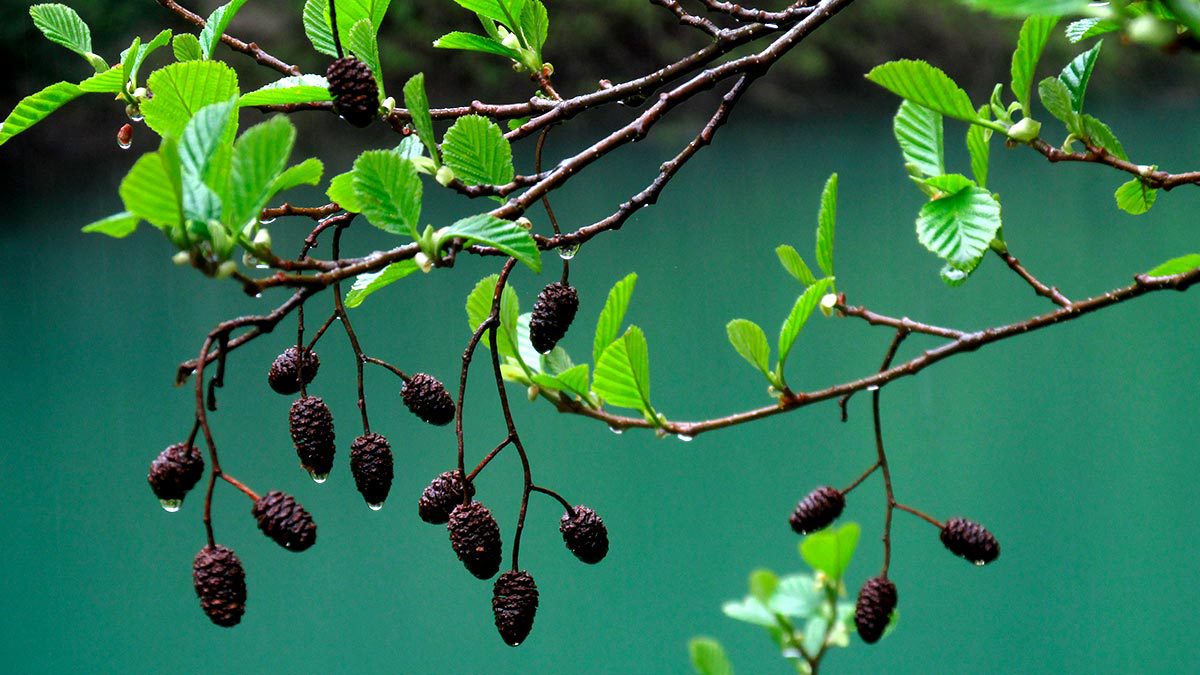 Árboles que dan sombra y crecen rápido UnoTV