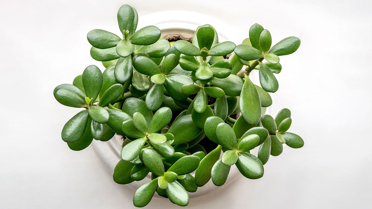 Árbol de jade, la planta que atrae el dinero ¿Cómo cuidarla? 