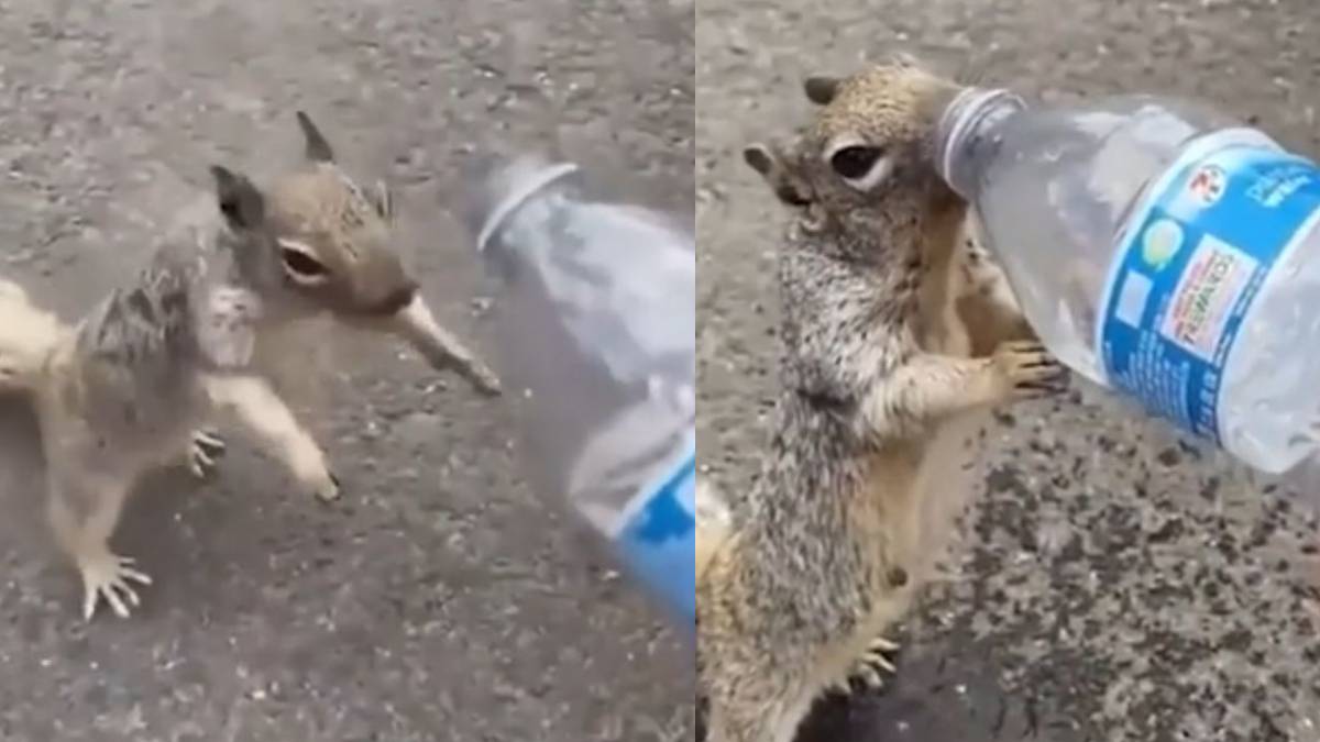 Ante calor, ardilla pide agua a niños en un parque y se hace viral: video