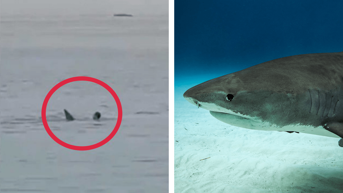 Turistas captan el momento en el que un tiburón devora a un hombre en Egipto: ve el impactante video