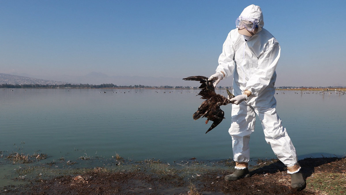 Fenómeno de “El Niño” sería responsable de la muerte de cientos de aves en el Pacífico mexicano