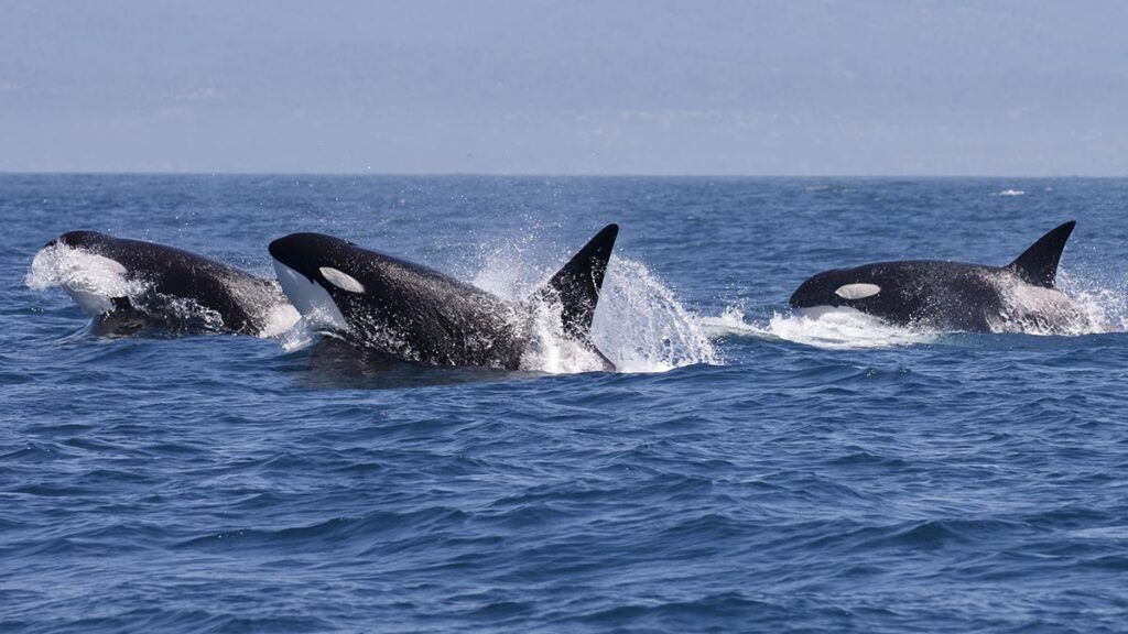 orcas atacan embarcacion
