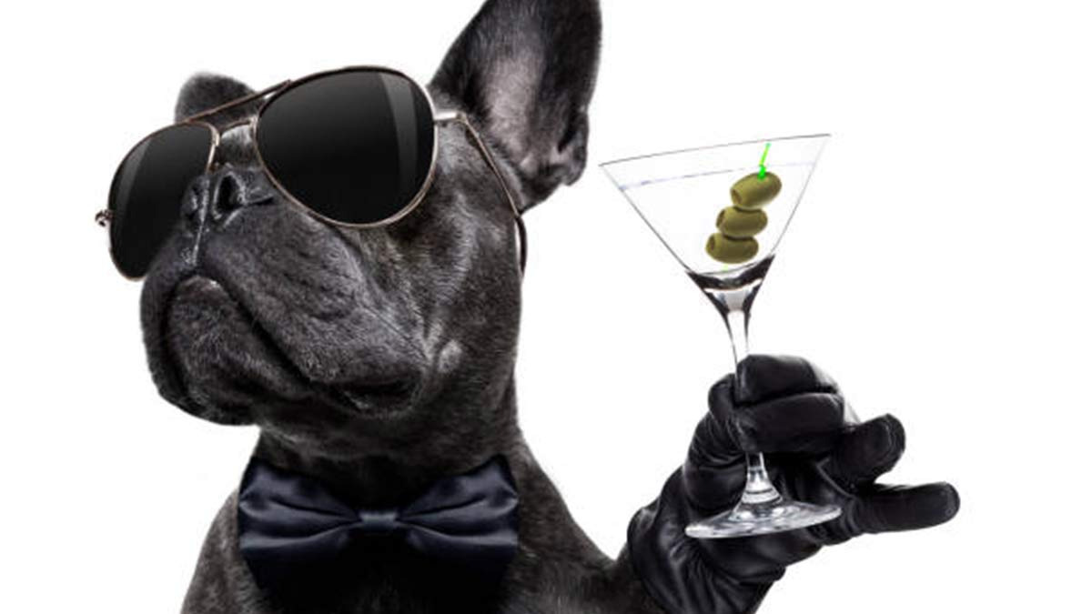 Conoce la bebida refrescante para que tu perro combata el calor, que se ha hecho viral en TikTok